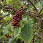 Dari Petik Merah hingga Green Bean: Menjaga Kualitas Kopi dari Hulu