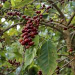 Dari Petik Merah hingga Green Bean: Menjaga Kualitas Kopi dari Hulu